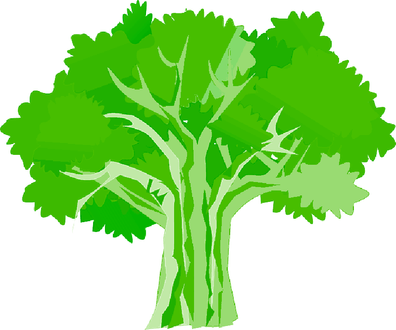Tree, Environment, Ecology, Nature, Plant - Oak Tree Clipart Hd (800x667)