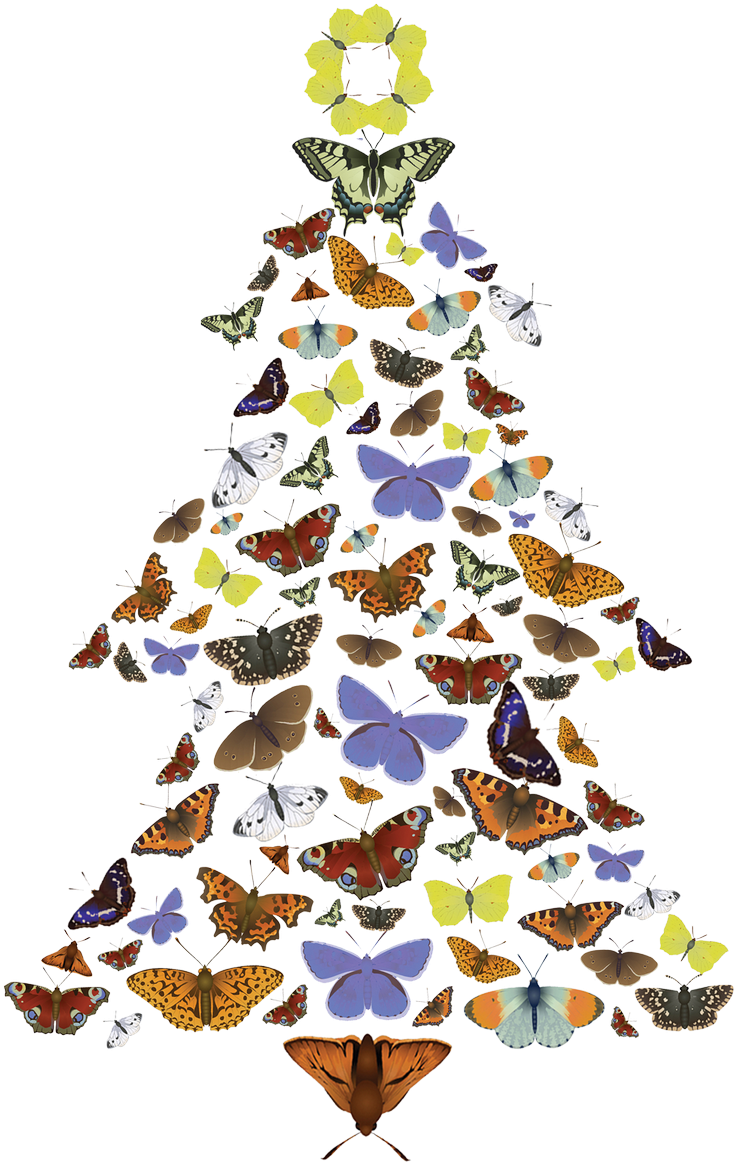 The Pine Carpet Moth Loves Scots Pine Trees - Christmas Tree (933x1200)