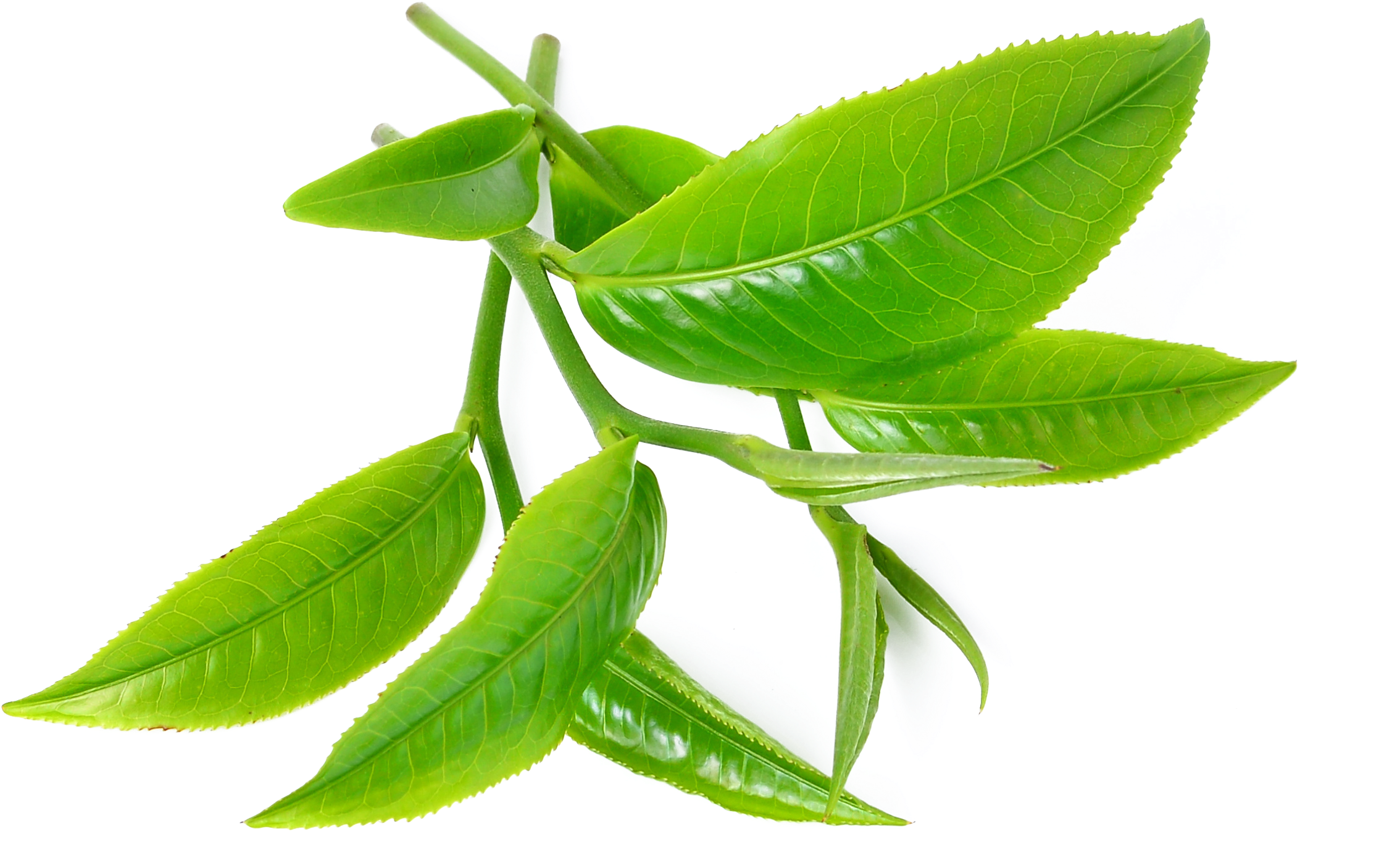Green Tea Tea Tree Oil Camellia Sinensis - Treat Sti At Home (2404x1665)