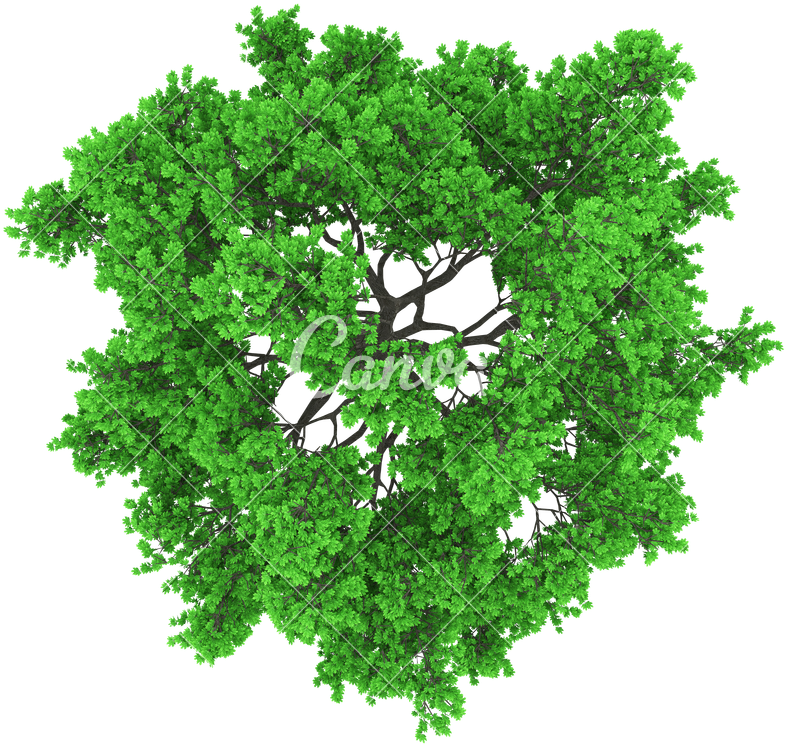 Tree Top View - Tree Top View Vector (800x800)
