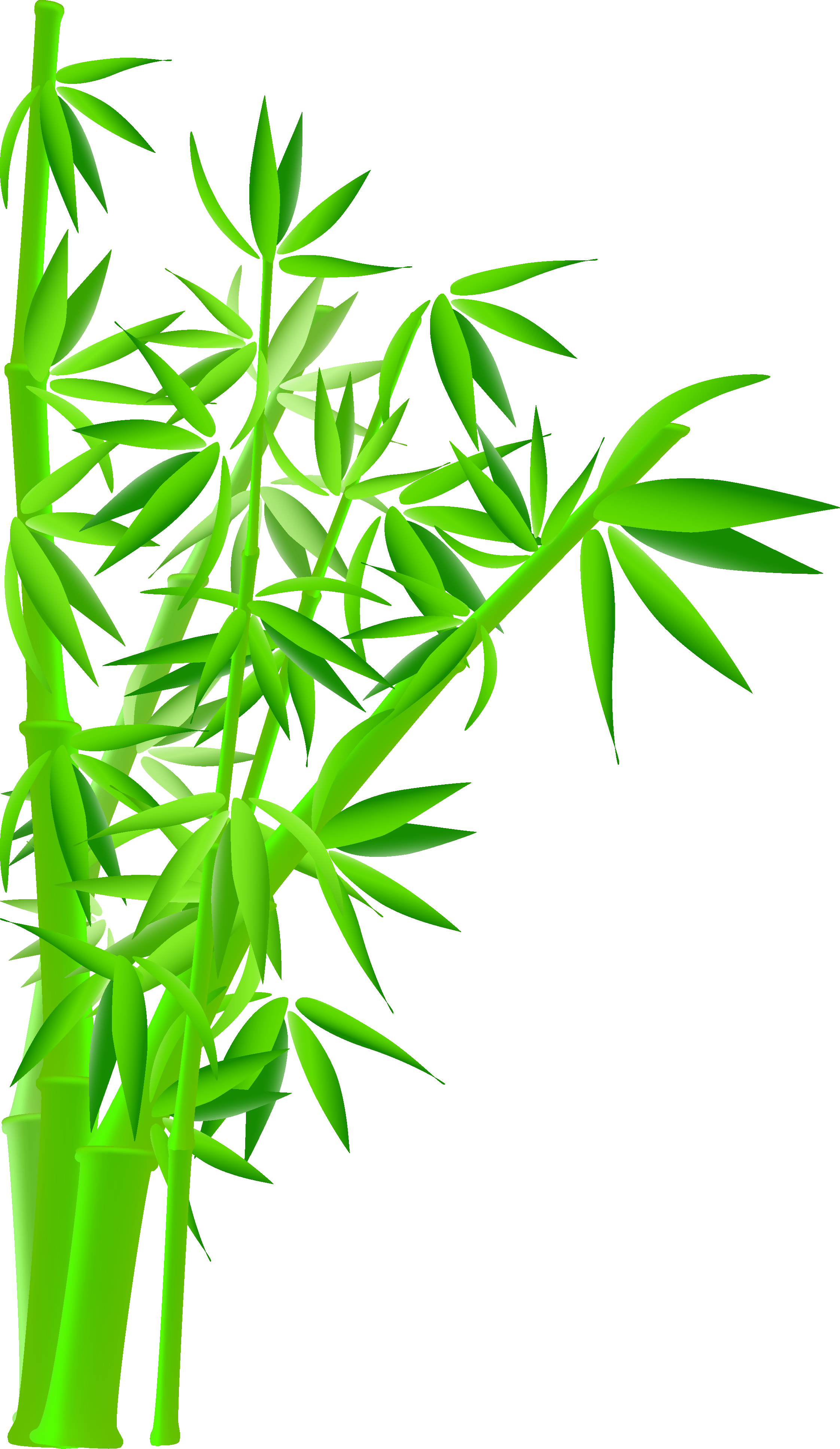 Royalty-free Bamboo Stock Photography Illustration - Bamboo Tree (2244x3869)