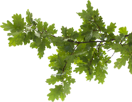 Tree Removal Right Image - Heritage Lace Mc-1080tn Mode Crochet 8x8x8 Hanging (518x400)