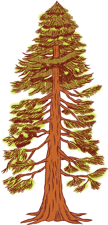 Redwood - Pond Pine (361x749)