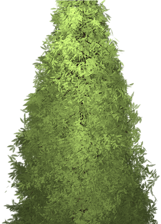 Clipart Redwood Tree Clipground - Redwoods (1200x715)