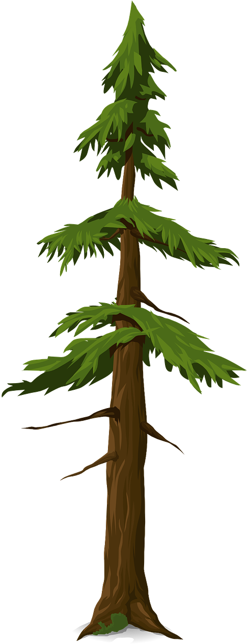 Fir Tree Trunk Nature Leaves Png Image - Batang Cemara (640x1280)