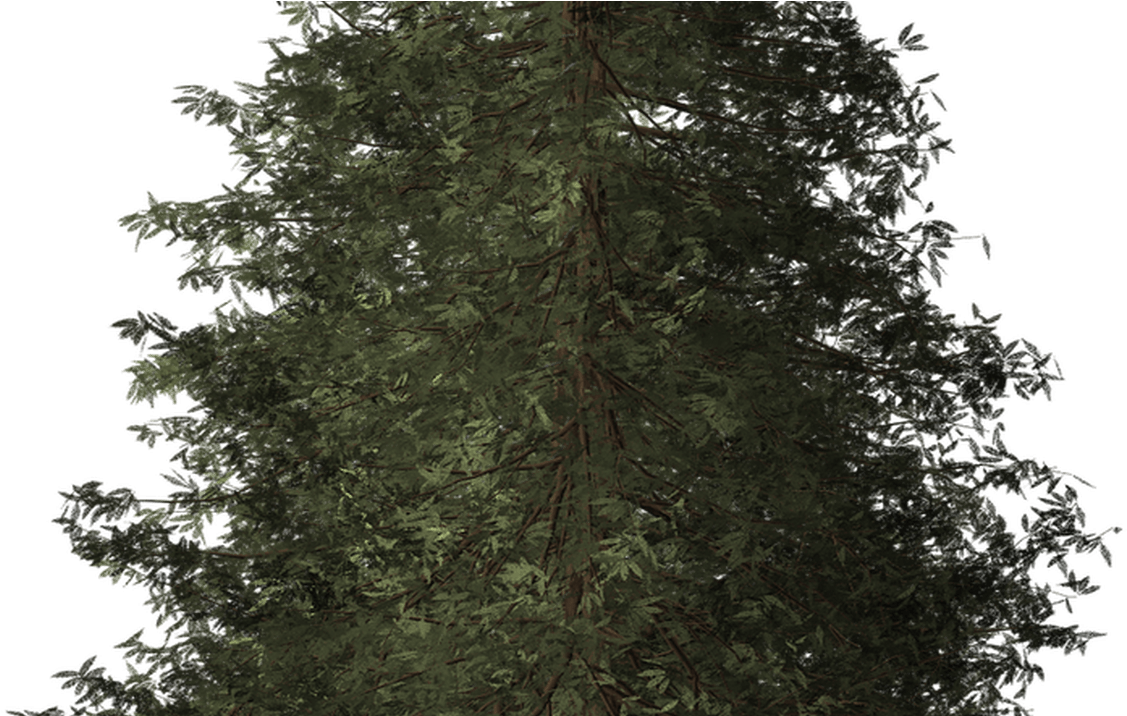 Redwood Tree Redwood Tree Nature Transparent Image - Cropped Tree (1200x715)