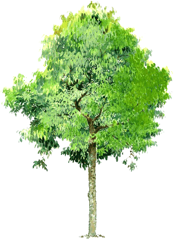 Trees Background Trees Transparent Element - Free Image Of Tree (530x530)