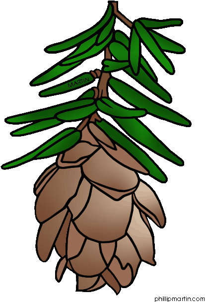 Hemlock Clipart Clipart Panda Free Clipart Images Kg0bln - Hemlock Tree Clip Art (472x648)