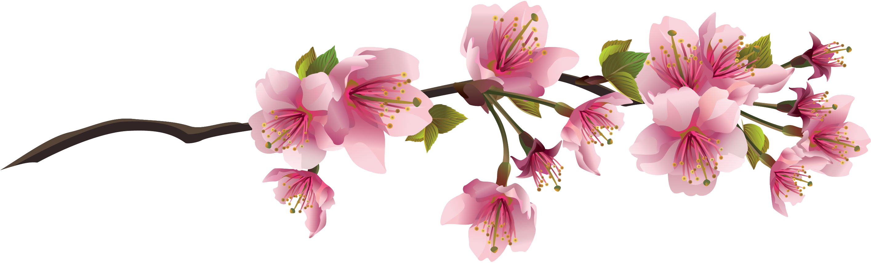 Cherry Blossom Branch Clip Art - Cherry Blossom Leaves Png (2830x856)