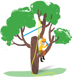 Tree Cabling Tree Bracing - Fertilizer (375x382)