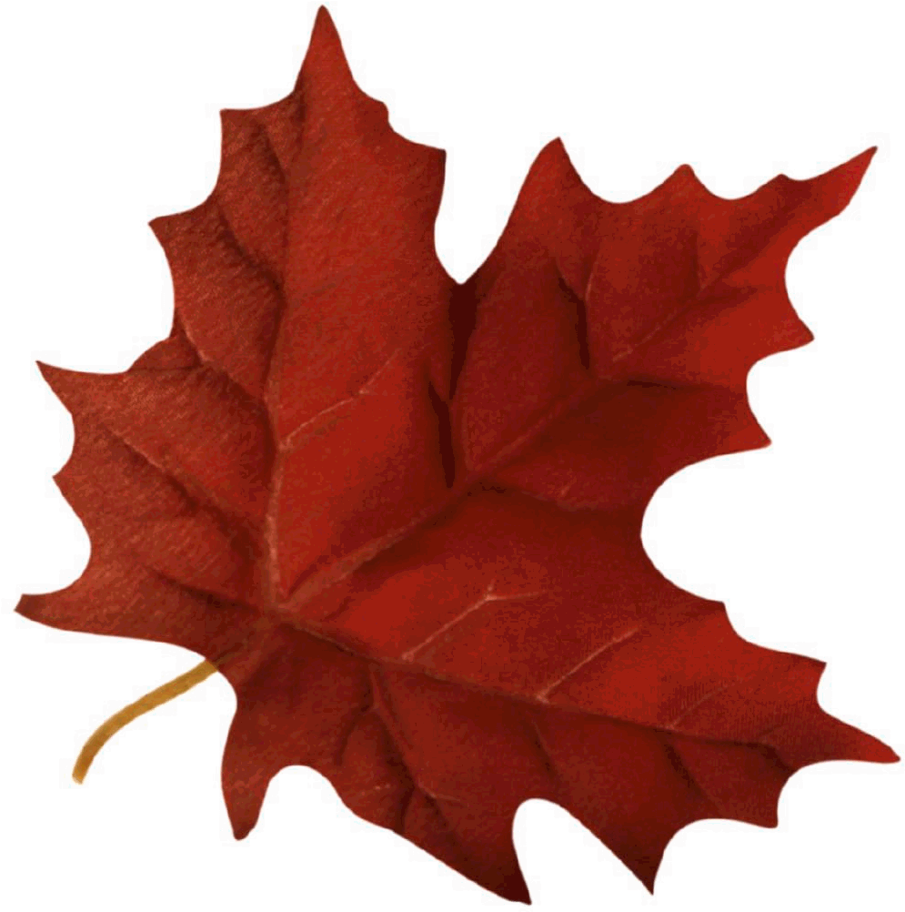 Autumn Leaves Religious Clipart - Fall Leaf Gif Transparent (1038x1050)