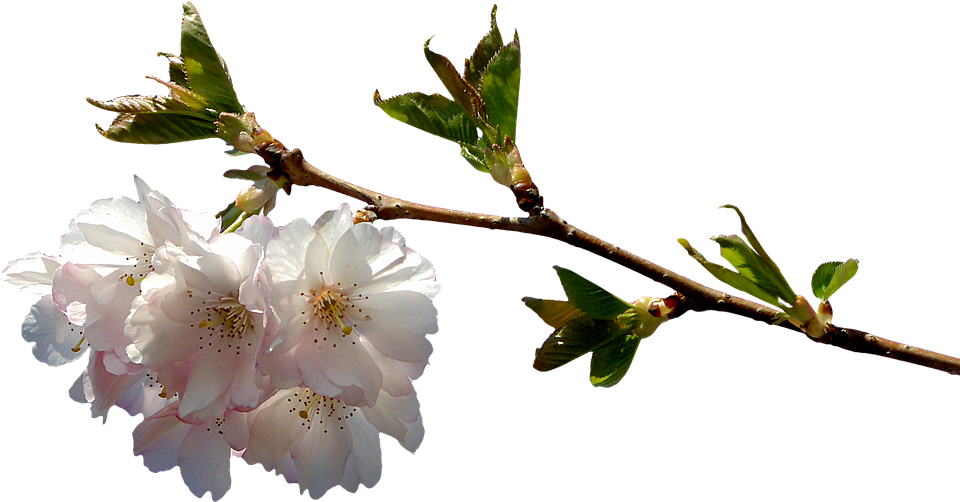 Prunus, Branch, Png, Graphics, Clipping, Plant - Flowering Cherry Branch Png (960x502)