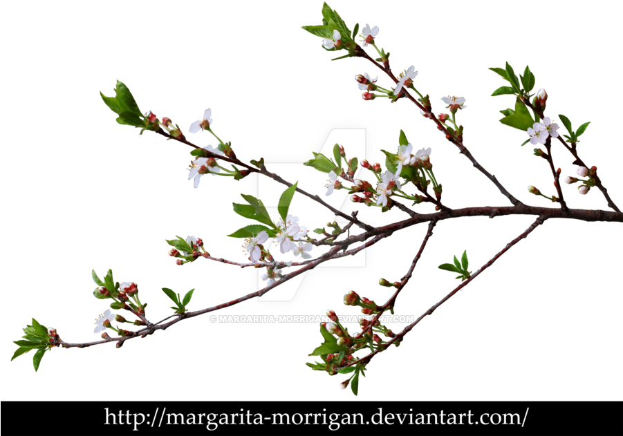 Branch With Flowers Png (900x640)