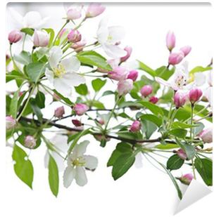 Branche Pommier En Fleur (400x400)