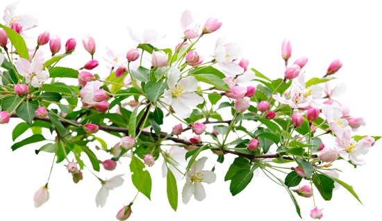 Blooming Apple Tree Branch - Still Waters: A Thesis Of Thoughts (550x318)