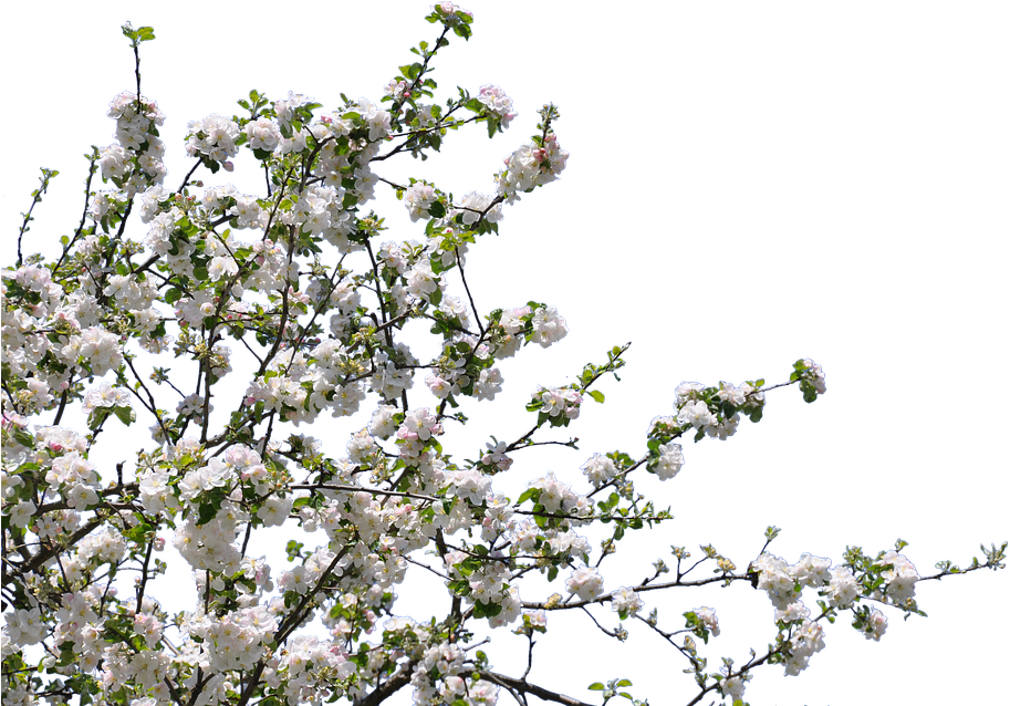 Tree, Flowers, Cherry, Apple, Isolated, Png - Tree With Flowers Png (960x637)
