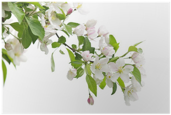 Ветка Яблони На Белом Фоне (400x400)