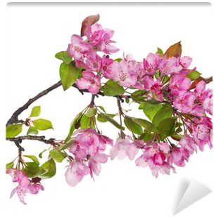 Larhe Pink Apple-tree Blossoming Branch Wall Mural - Tree (400x400)