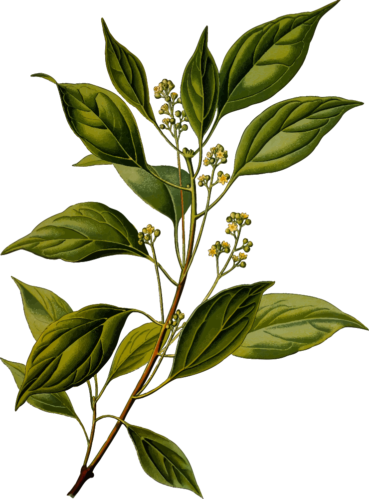 Apple Tree Branch Clip Art Download - Cinnamomum Camphora Flower (740x1000)