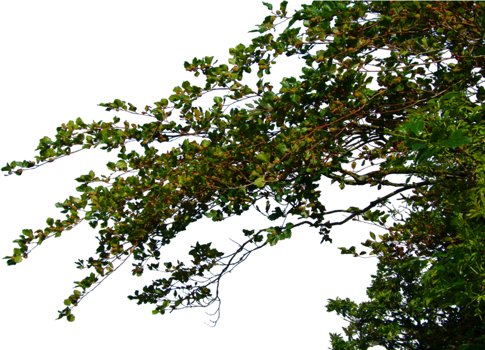 Hanging Leafy Branches Png - Hanging Leafy Branches Png (1024x686)