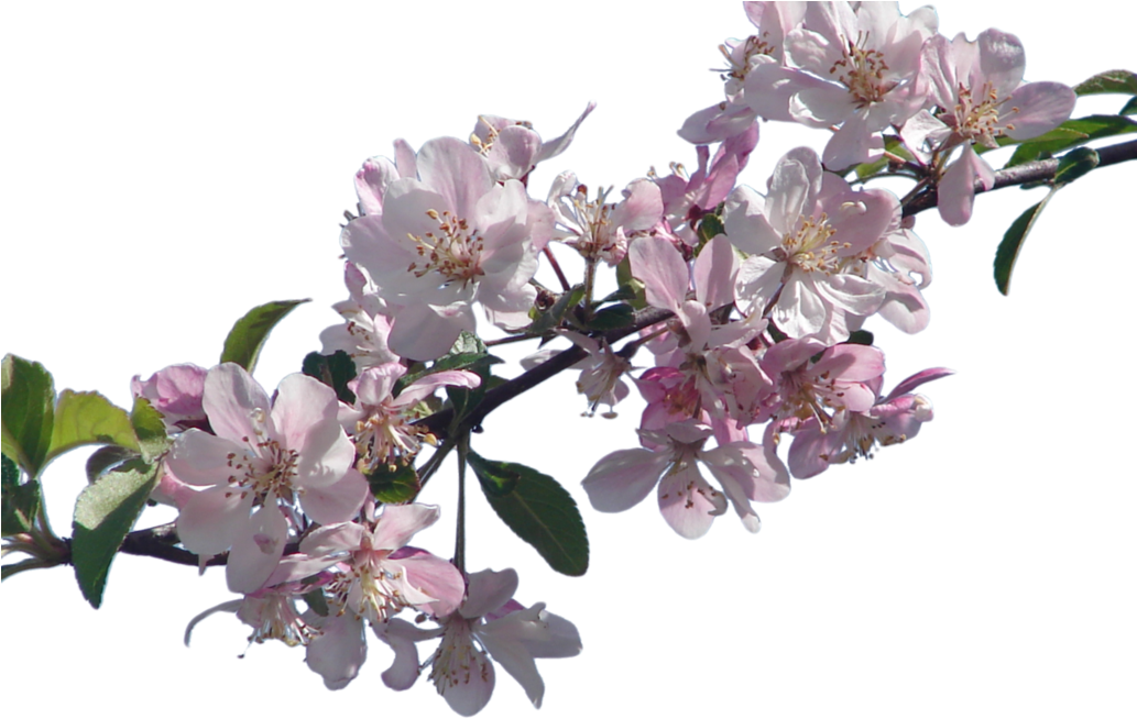 Cherry Blossom Branch Png By Suicideomen - Cherry Blossom Branch Png (1032x774)