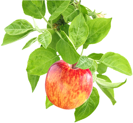 Apple On Branch Transparent (579x564)