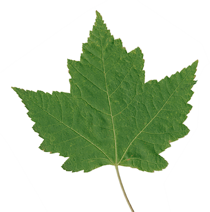 Green Maple Leaf - Hoja Gif Animado (827x835)