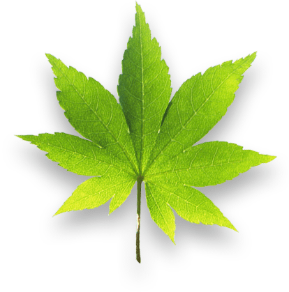 Previousnext - Biology Plant (414x419)