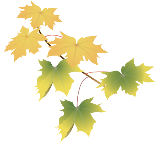 Leaves Green - Maple Leaf (517x487)