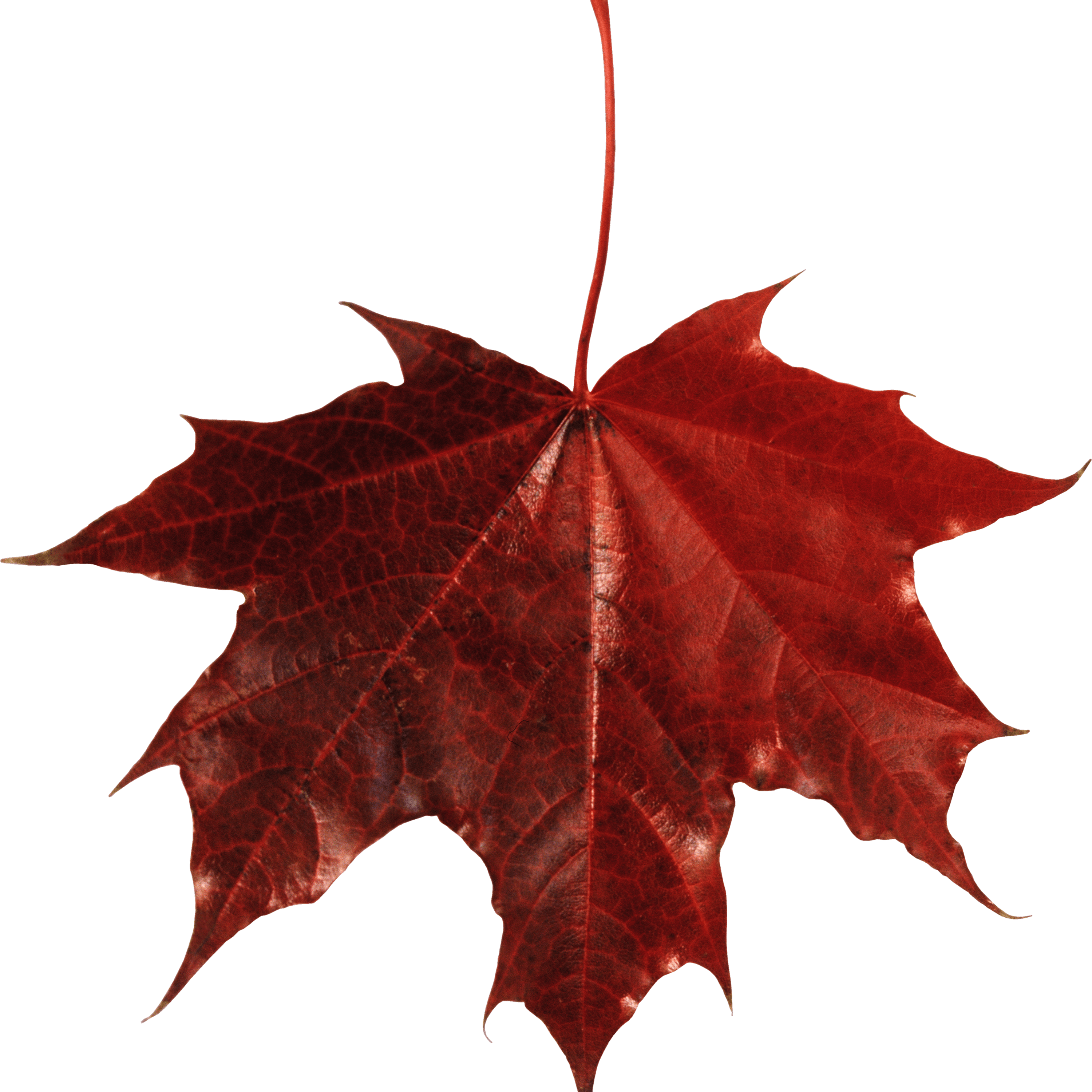Download Free Transparent Png Image - Maple Leaf Transparent Background (3000x3000)