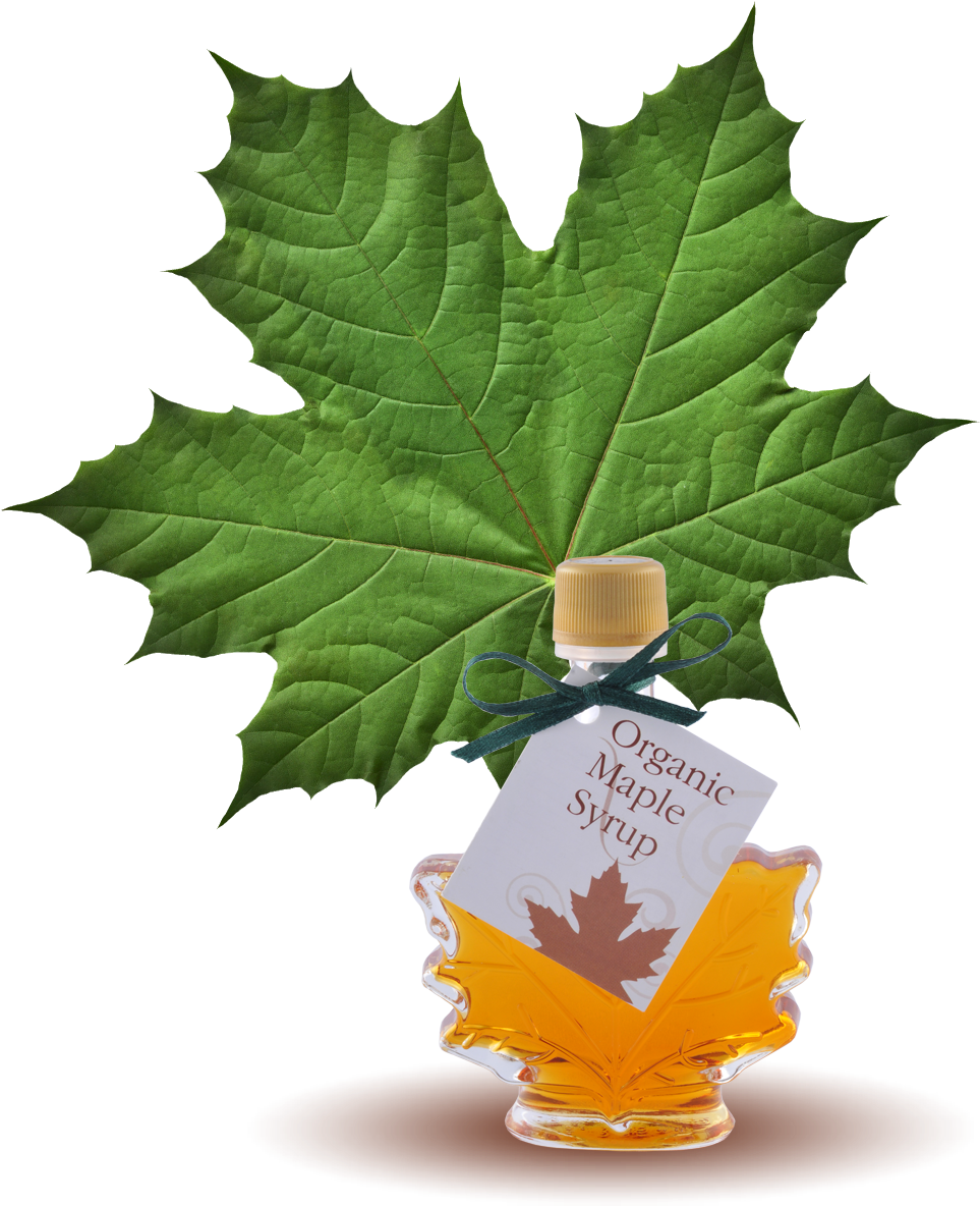 100% Pure Organic Maple Syrup Maple Leaf Bottle - Green Maple Leaf (1280x1280)