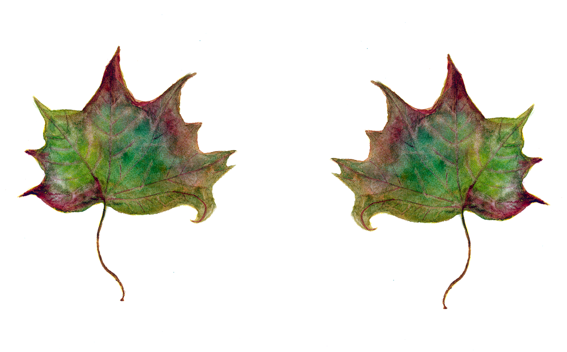 Leaf Maple Leaves Green Leaf Png Image - Leaf Maple Leaves Green Leaf Png Image (1280x720)