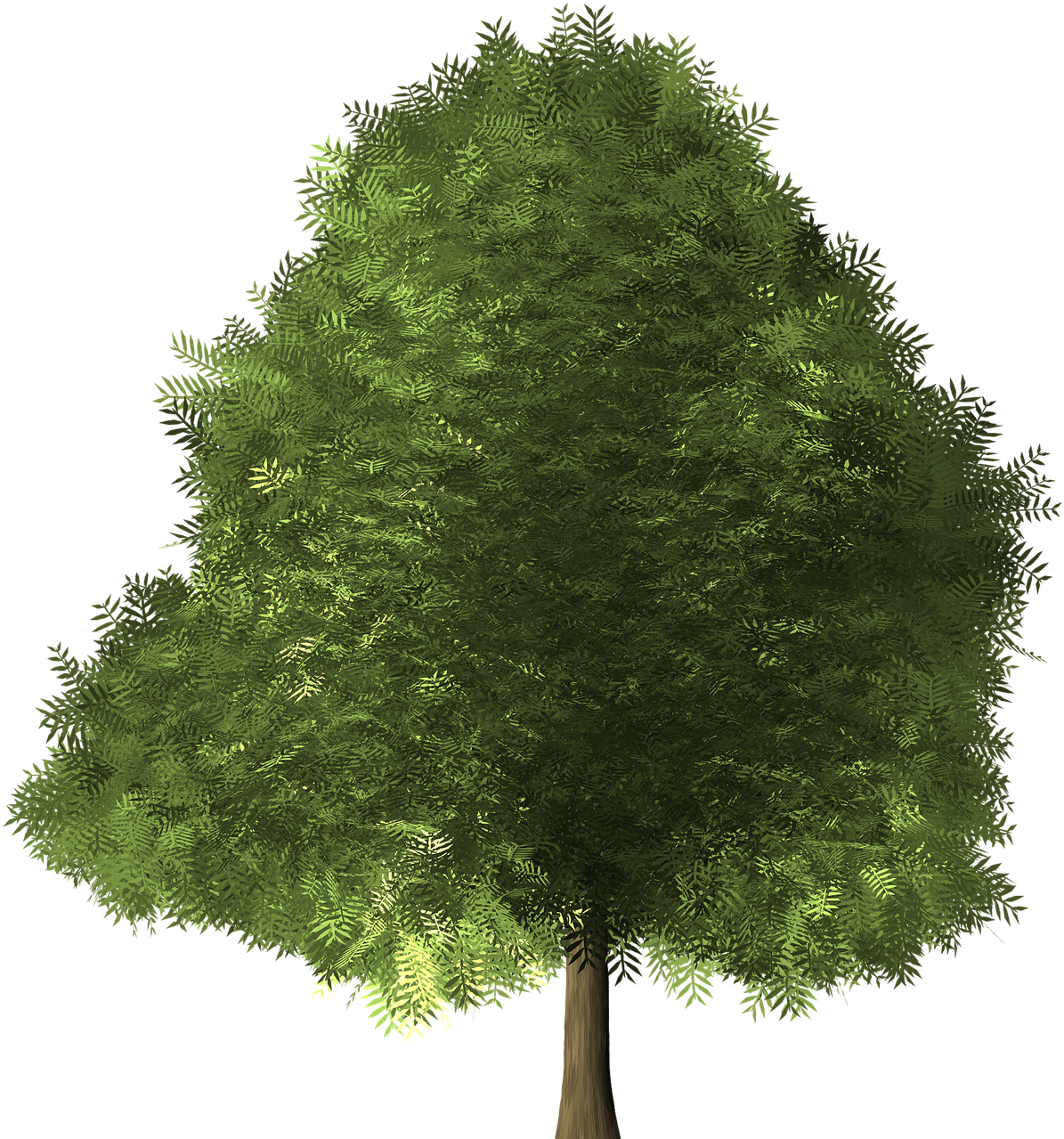 Maple Tree Maple Tree Green Png Image - Broad Leaved Tree (1280x1280)