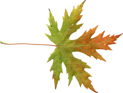 Mainpicture - Maple Leaf (400x303)