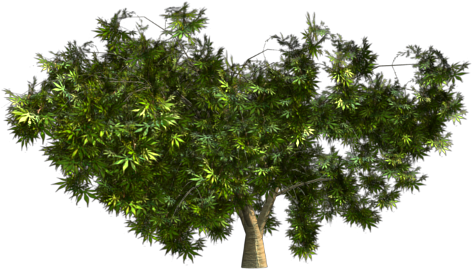 Green - 500kb) - Mexican Pinyon (800x600)