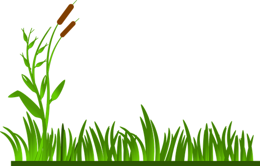 Grass Lawn Green Cat O' Nine Tails Plants - Grass Border Clipart (532x340)