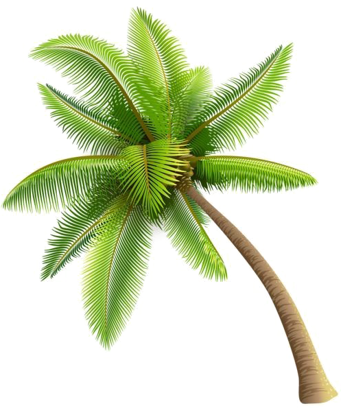 Coconut Tree Png Image Background - Palm Tree Gif Transparent (535x600)
