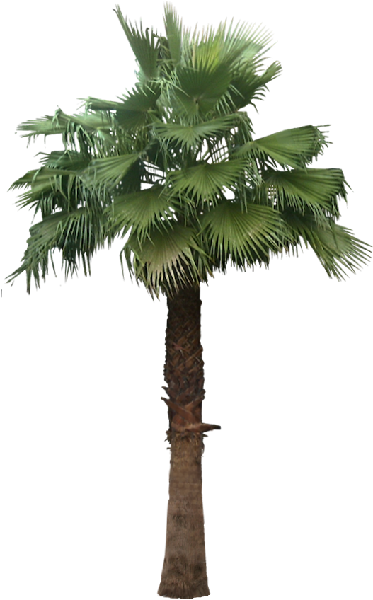 Large Preview Of 3d Model Of Trachycarpus Fortunei - Washingtonia Palm Png (527x855)