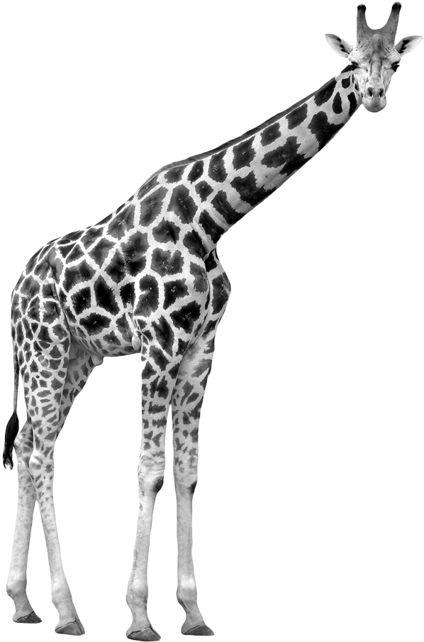 Tallest Animal (605x930)