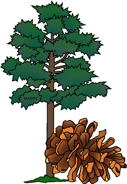 Minnesota State Tree - Minnesota State Tree Clipart (451x648)