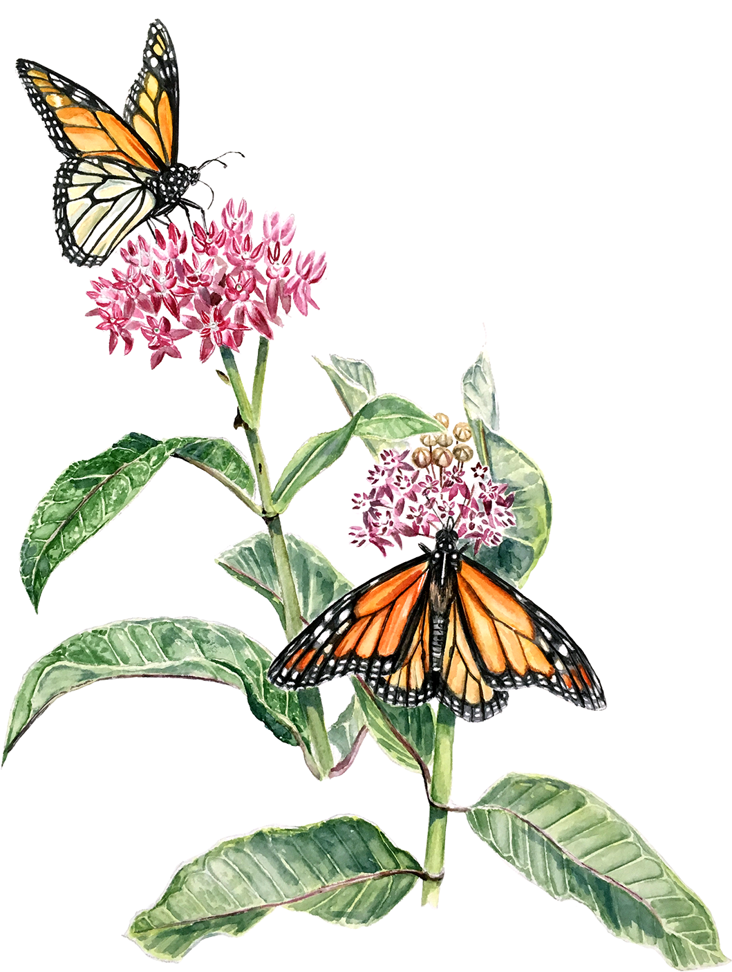 I've Been Recently Working With Phinizy Swamp Nature - Phinizy Swamp Nature Park (1200x1600)