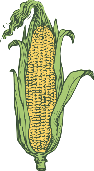 Corn Clip Art At Vector Clip Art Free 2 Clipartbold - Drawing Ear Of Corn (324x588)