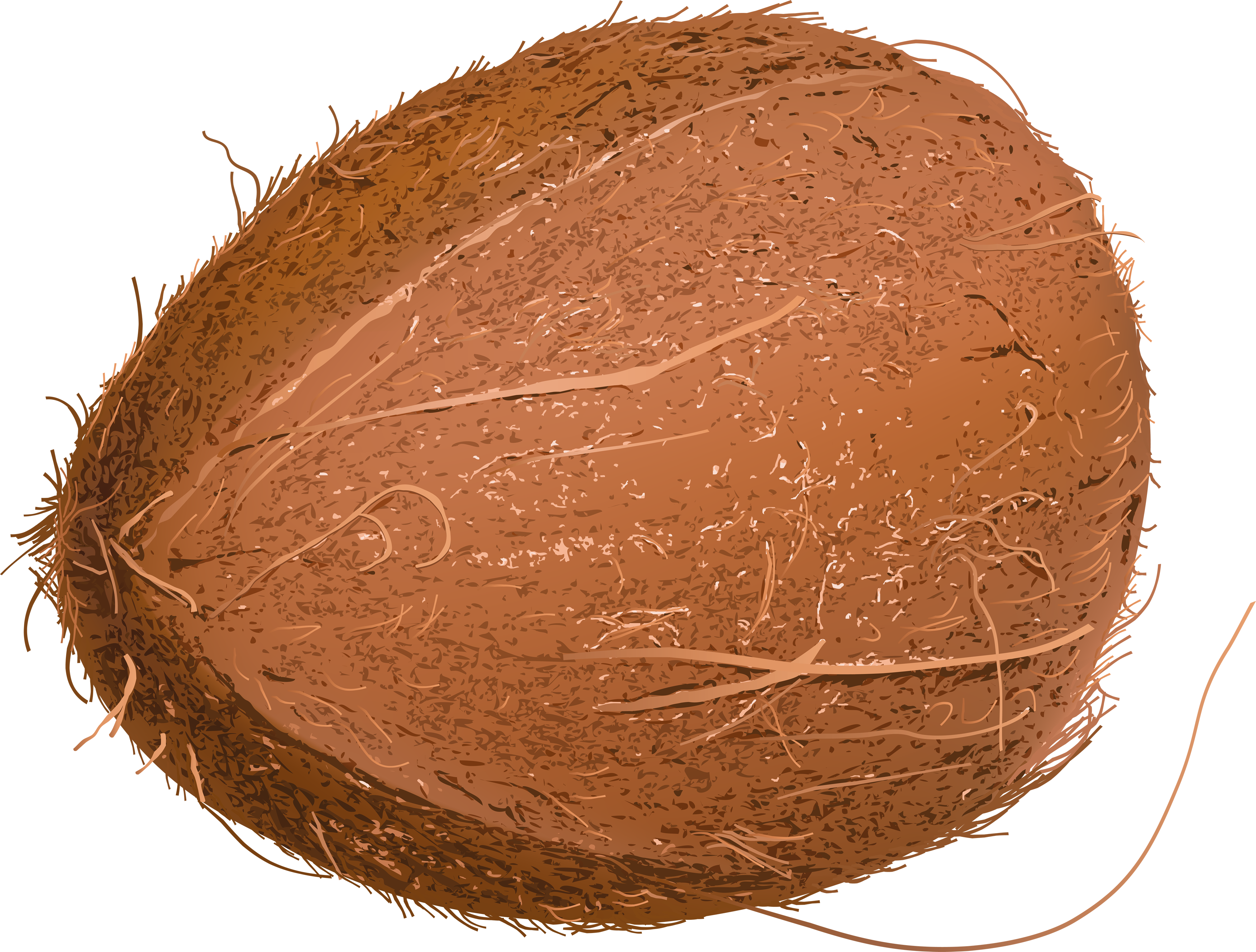 Coconut Clipart Coconut Husk - Кокос Пнг (3505x2656)