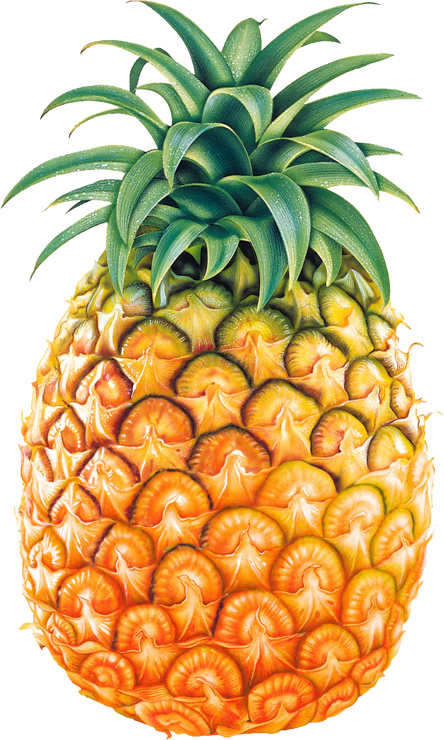 Pineapple Clipart Black And White Free Clipart - Pineapple Png (640x1067)