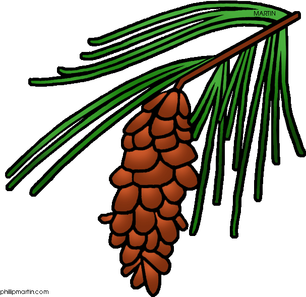 North - Carolina - Clipart - Pine Cone Tree Clipart (642x648)