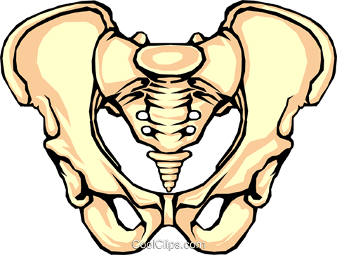 Pelvis Bone Royalty Free Vector Clip Art Illustration - Bone In Your Butt (480x364)
