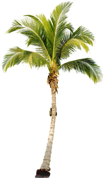 Palm Tree - Palm Tree Png Transparent (900x572)