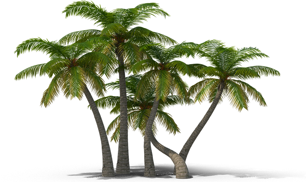 View In My Picture - Palm Trees Png (1000x1000)