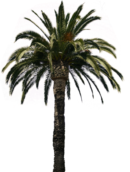 Palm Tree - Palm Tree Png (454x600)