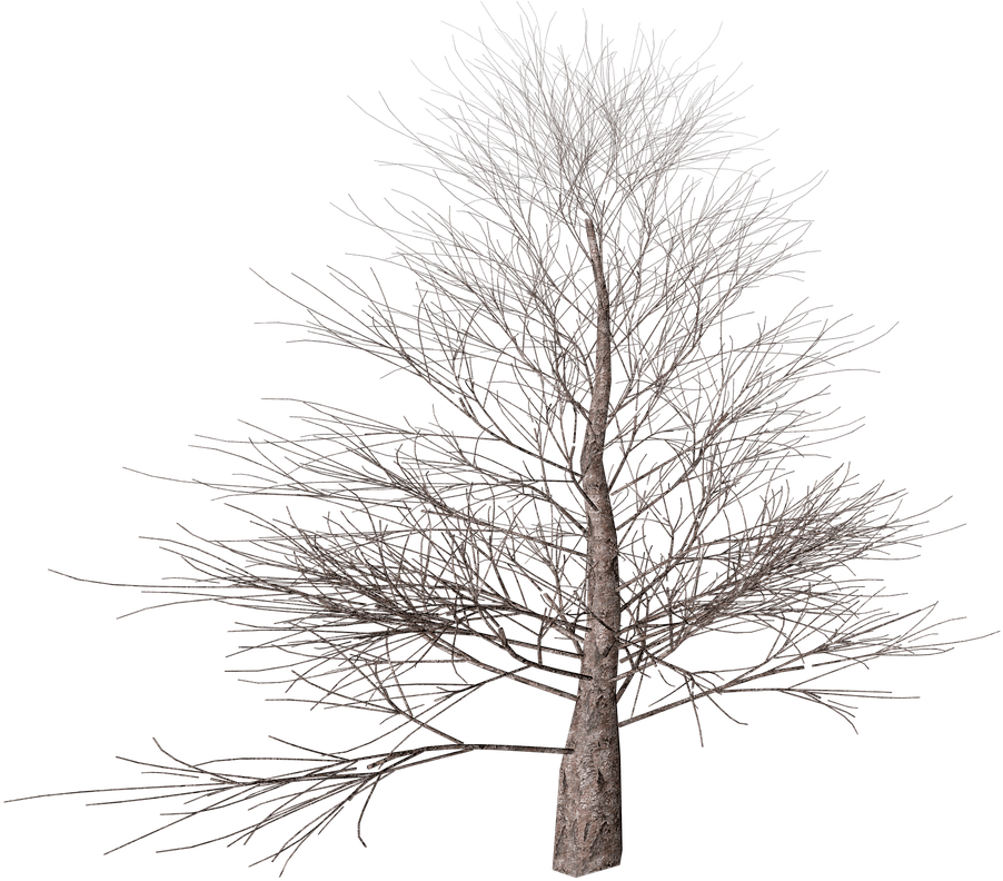 Winter Tree Transparent Png - Pond Pine (1280x800)